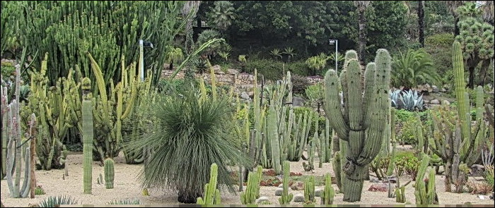 Barcelona Cactus Garden
                    Photo